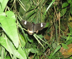 Parides erithalion cauca