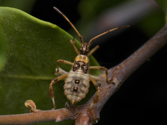 Leptoglossus chilensis