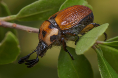 Oryctomorphus maculicollis