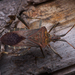 Brown Chilean Leaf-footed Bug - Photo (c) javiergross, some rights reserved (CC BY-NC), uploaded by javiergross