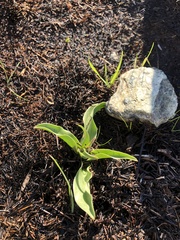 Fritillaria biflora biflora
