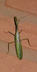 Stagmatoptera praecaria