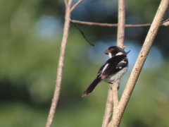 Sporophila americana