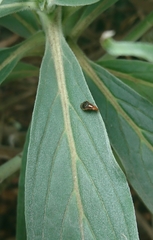 Depressa striatipennis