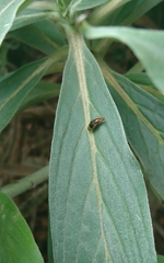 Depressa striatipennis
