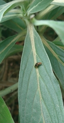 Depressa striatipennis