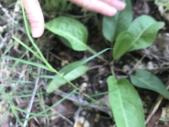 Salvia pentstemonoides