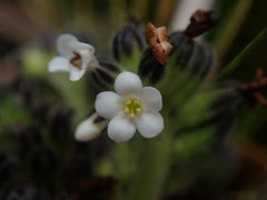 Myosotis rakiura