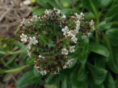 Myosotis rakiura