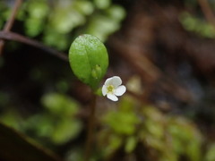 Myosotis tenericaulis