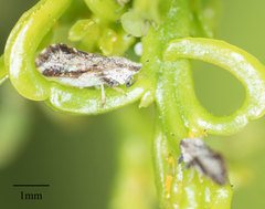 Diaphorina citri