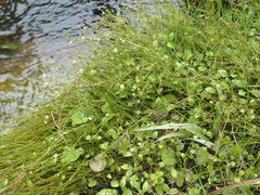 Myosotis tenericaulis