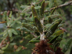 Podotara pilophoriformis