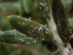 Podotara pilophoriformis