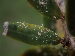 Podotara pilophoriformis