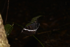 Erebus terminitincta