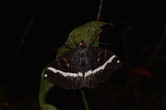 Erebus terminitincta