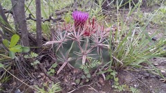 Ferocactus latispinus