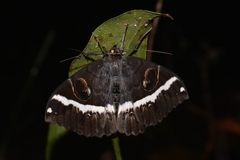 Erebus terminitincta