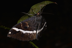 Erebus terminitincta