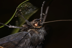 Erebus terminitincta