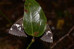 Erebus terminitincta