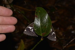 Erebus terminitincta