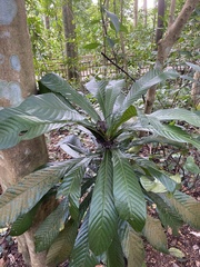 Agrostistachys indica