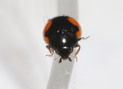 Hyperaspis taeniata