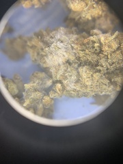 Botrytis