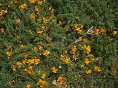 Pultenaea maritima