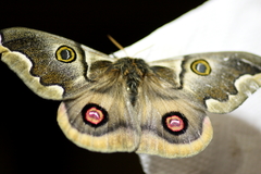 Polythysana cinerascens