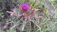 Ferocactus latispinus