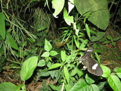 Parides erithalion cauca