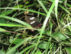 Parides erithalion cauca