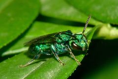 Temnosoma