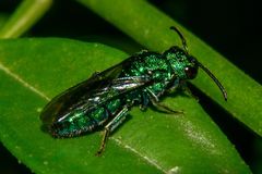 Temnosoma