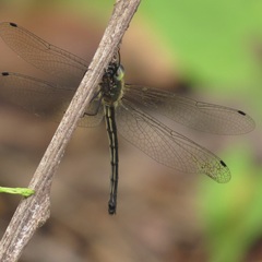 Micromidia atrifrons