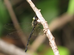 Micromidia atrifrons