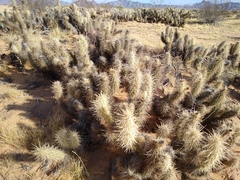 Grusonia kunzei