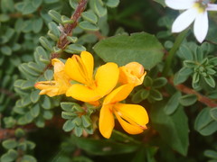 Pultenaea maritima