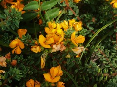 Pultenaea maritima