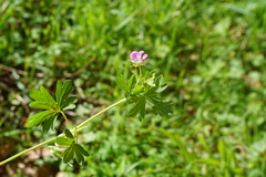 Geranium core-core