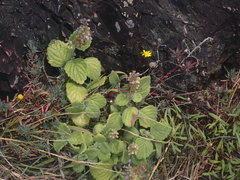 Coleus cremnus