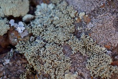 Lecanora phryganitis