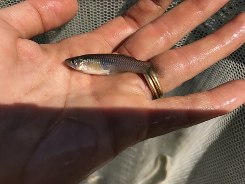 Live-bearing tooth-carp (Gambusia affinis) — Poeciliidae — 2