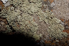 Lecanora phryganitis