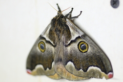 Polythysana cinerascens