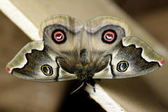 Polythysana cinerascens