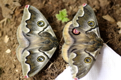 Polythysana cinerascens